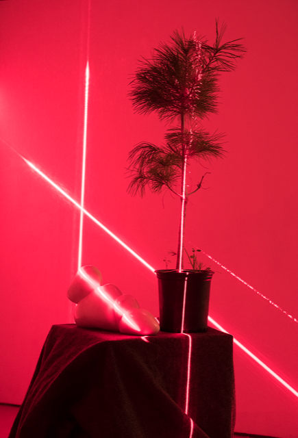 Little Baby under a Pine installation view